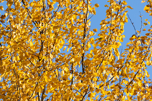 Colorful leaves of Common aspen trees during an autumn foliage on a sunny evening in Estonia, Northern Europe