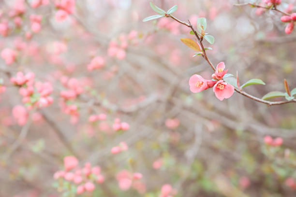 Quince blooms