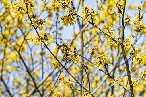 Spring blooms