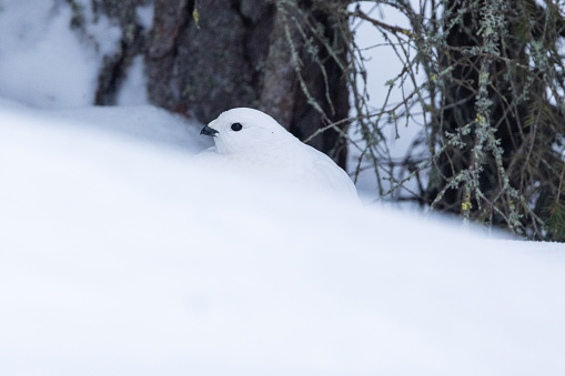 Willow ptarmigan resting on snow after feeding near Kuusamo, Northern Finland