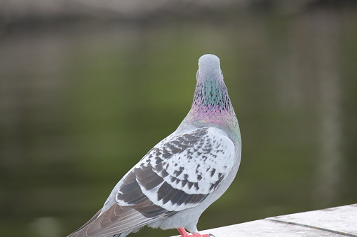 Pigeon Columbidae Bird standing on pier.