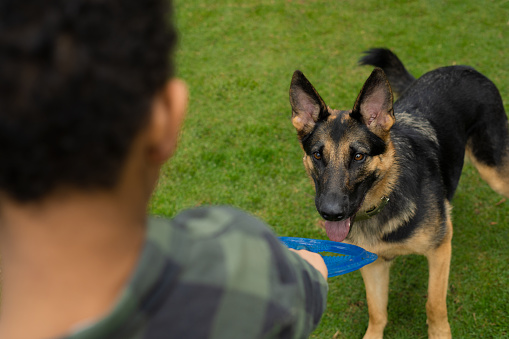 African American boy holds a toy disc in his hand and his german shepherd dog waits for him to throw it to him. they are in the park.