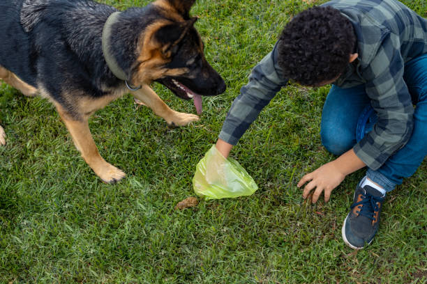 afroamerykański chłopiec sprząta kupę swojego owczarka niemieckiego, którego zostawił w parku - dog retrieving german shepherd pets zdjęcia i obrazy z banku zdjęć