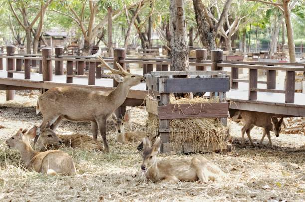 istock A group of brown deer, 1474716012