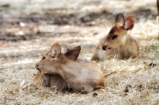 Two little brown deer sitting on the straw on the ground. Take pictures in the ancient city Samut Prakan Province, Thailand