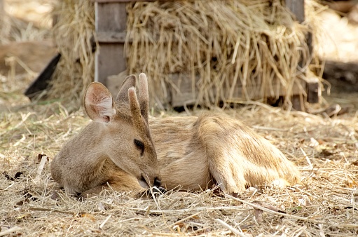 A baby deer is sitting in a haystack. A baby deer is sitting in a haystack.