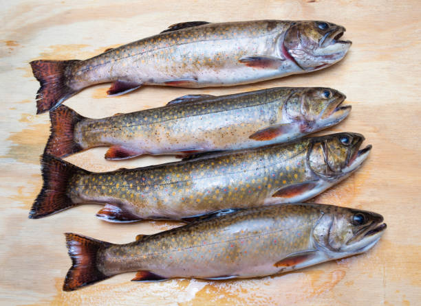 istock Nice catch of brook trout 1474718345