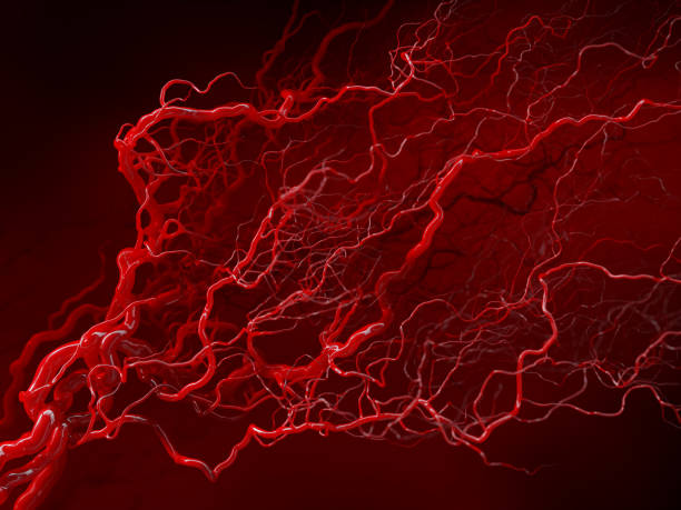 Vascular system - blood vessels on red - medical illustration stock photo