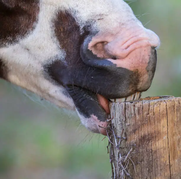 Close up of horse mouth with teeth gnawing on a wood fence