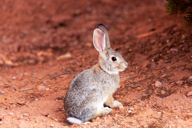 Cottontail Bunny stock photo