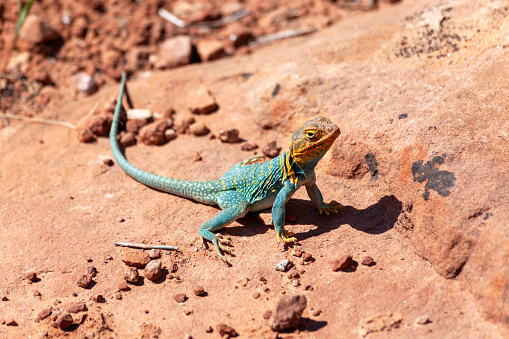 Colorful reptile native to Colorado's Western Slope loves to sun himself on local red sandstone rocks