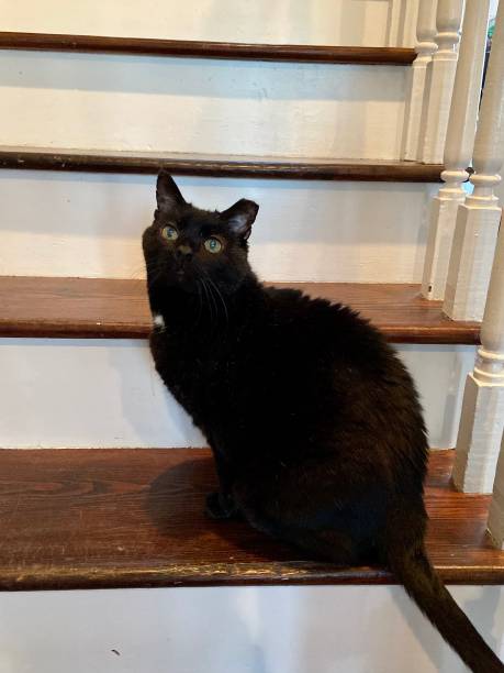 istock Happy cat sitting on stairs 1474725020