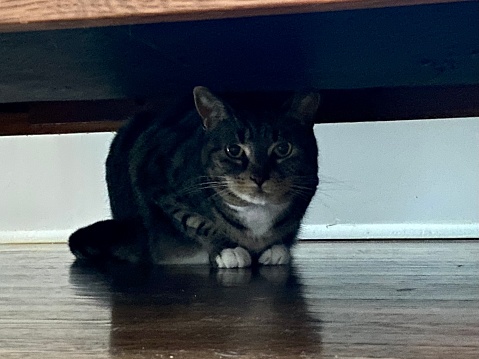 Cat hiding under a bed