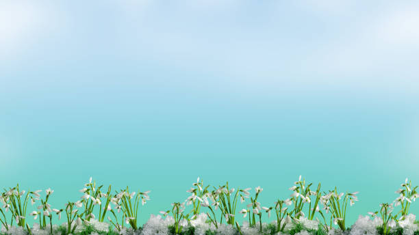 first flowers white snowdrops against a bright blue sky, for backgrounds and wallpapers, with empty space to insert text