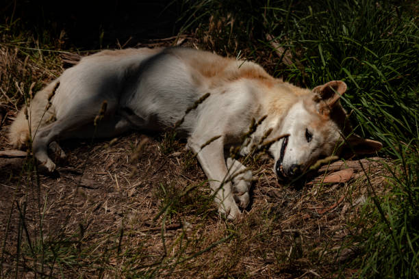 A dingo sleeping in the grass stock photo