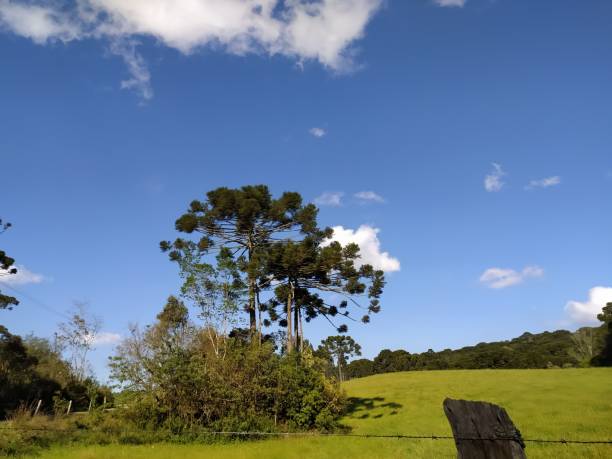 istock Santa Catarina Landscape 1474728692