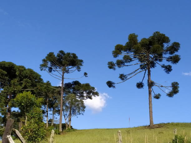 istock Santa Catarina Landscape 1474728710