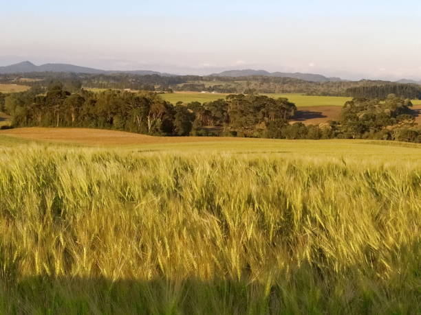 istock Santa Catarina Landscape 1474729230