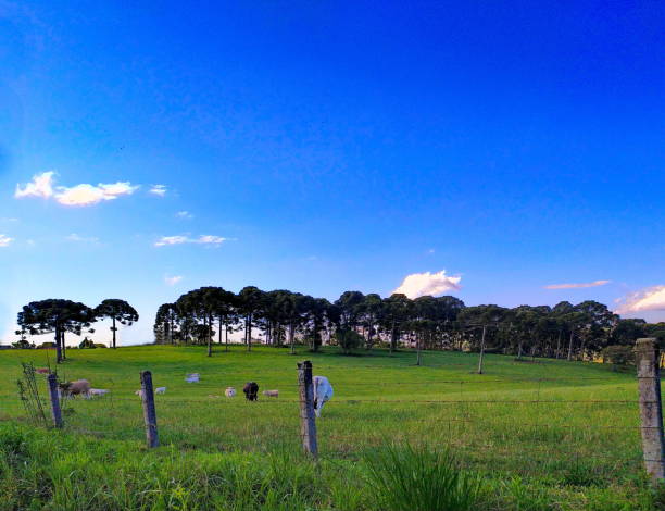 istock Santa Catarina Landscape 1474729237