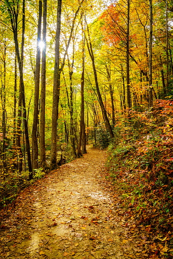 Scenic hiking trail in a forest near Asheville, North Carolina