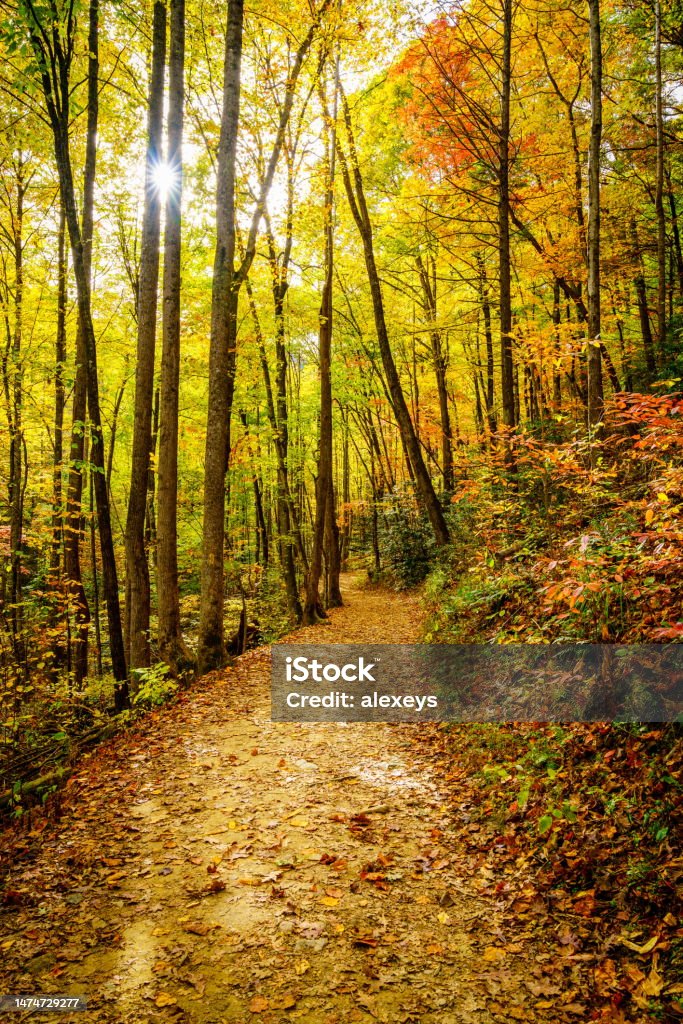 Hiking trail in a forest in fall Scenic hiking trail in a forest near Asheville, North Carolina Great Smoky Mountains Stock Photo
