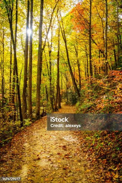 Hiking Trail In A Forest In Fall Stock Photo - Download Image Now - Great Smoky Mountains, Scenics - Nature, Nature