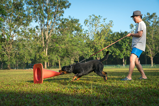 Dog Rottweiler showing excitement and aggressive behaviour when it attack and bite a red cone.
