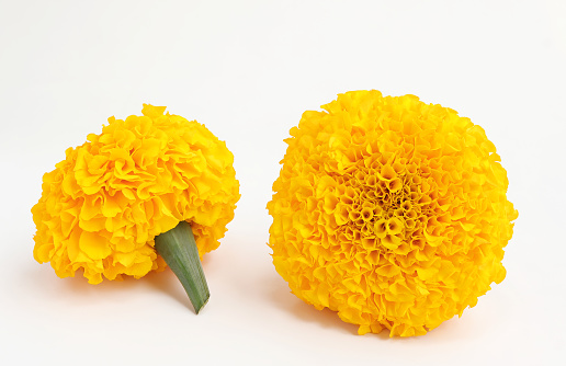 Beautiful yellow marigold flowers on white background