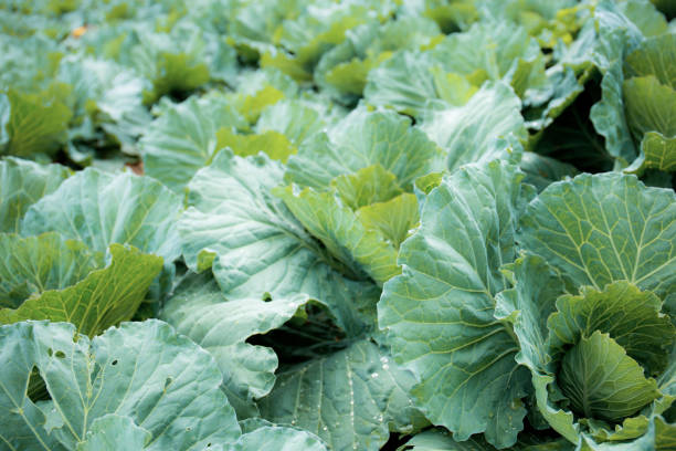 istock Green leaves of cabbage on plots. 1474730455