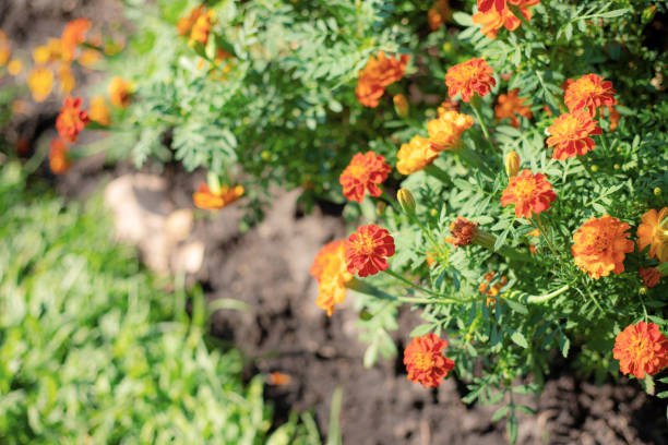 istock Orange of marigold flowers on plot. 1474730488