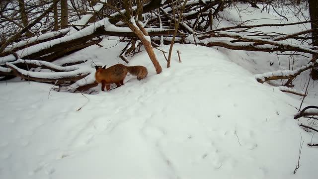 Red fox Vulpes  inspects a badger cave in winter