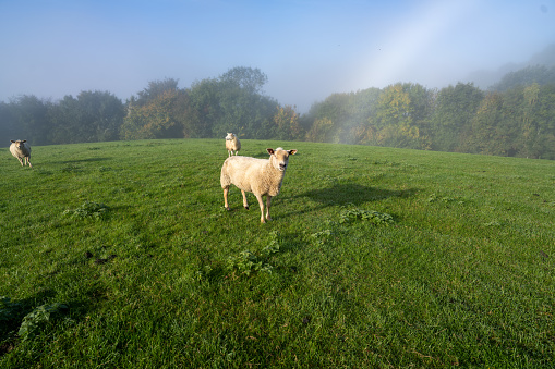Three sheep in a green misty meadow, a forest in the background