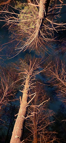 Trees illuminated by a campefire