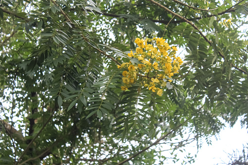 Senna spectabilis is a plant species from the legume family (Fabaceae) in the Caesalpinioideae subfamily with green leaves and yellow flower colors.