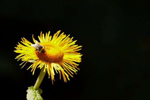 Close up shot of bee pollinating dandelion