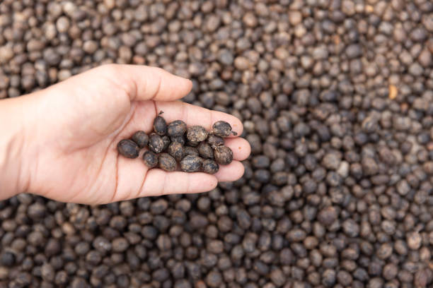 istock Dried Arabica coffee cherries in greenhouse solar drying system. Drying coffee bean. 1474740193