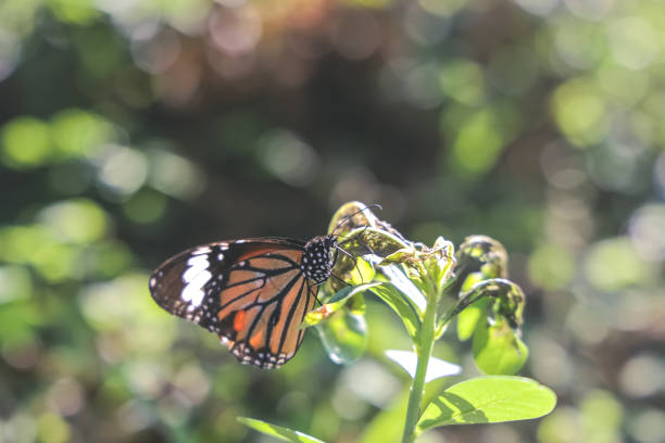 monarchs on a flower, butterflies resting on flowers