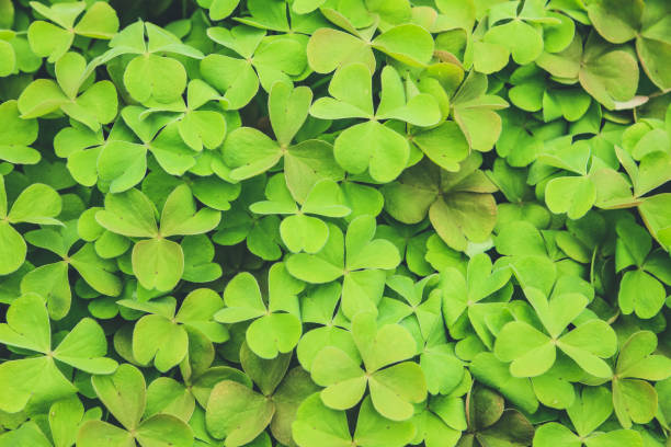 istock green happy leaves texture as nice natural background 1474740288