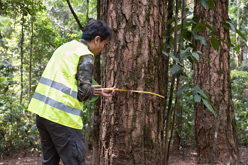 Forestry worker is measuring trunk of pine to analysis and research about growth of tree in forest. Natural resource monitoring.