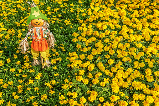 Cute scarecrow in colorful flower garden. Nature background