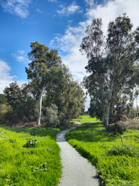 istock Wide oak in the park 1474741040