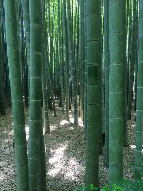 Japanese bamboo grove with sunshine