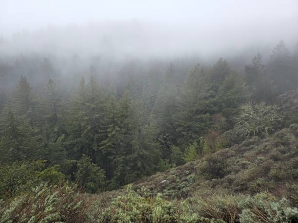 istock Foggy road after rain in mountains 1474741873