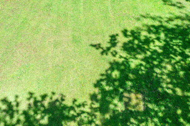 istock bright green lawn with trees shadow at sunlight. aerial view from flying drone. 1474741892