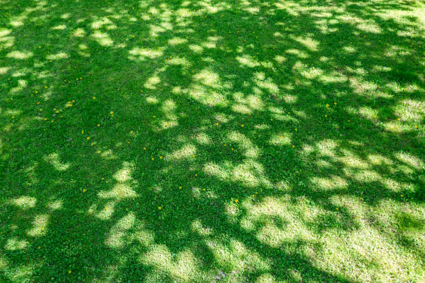 緑の草の上に木の影。春の公園の晴れた日。自然な背景。ドローン撮影。
