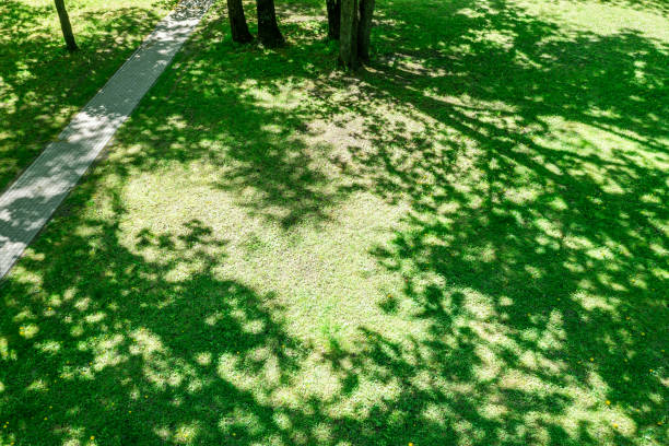 footpath through spring park. trees shadows on green grass in sunny day. aerial view with drone.