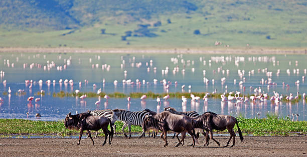 얼룩말의 및 wildebeests 있는 ngorongoro 분화구 - burchellii 뉴스 사진 이미지