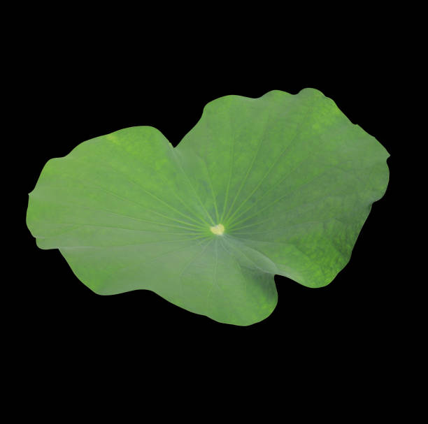 Nelumbo or Lotus or Water lily leaf. Close up green leaf of lotus tree isolated on black background