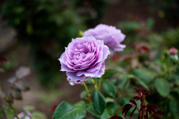 雨に濡れた薄紫色のバラの花