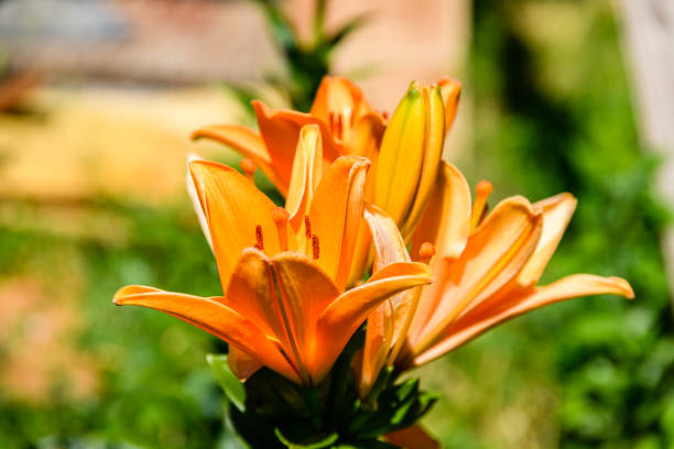 Blooming orange lily (lilium) on flowerbed at summer